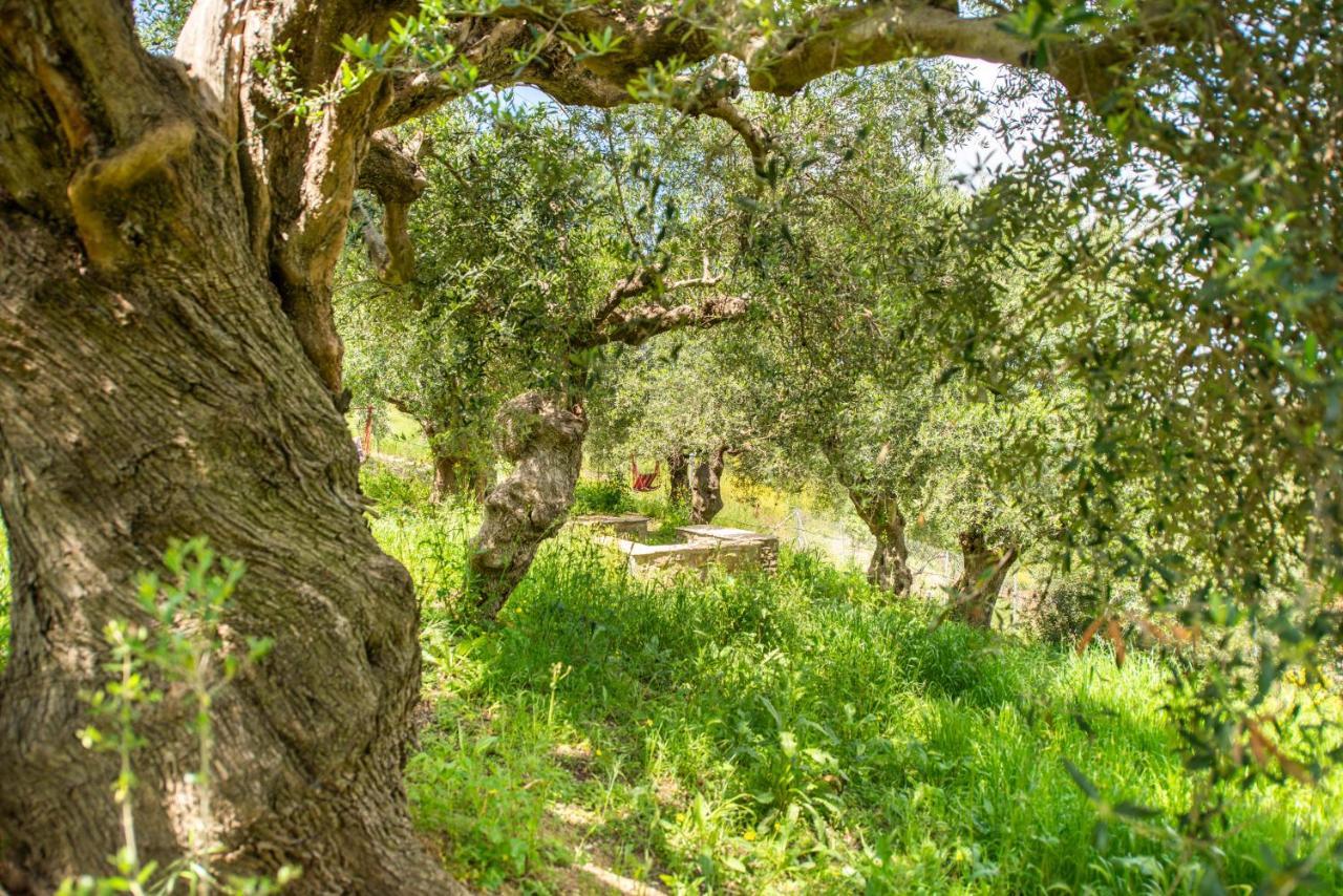 Hakuna Matata Holidays Wooden Lodge With Airco & Pool In Greek Olive Grove Methoni  Extérieur photo